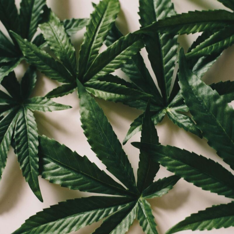 cannabis dispensaries montclair essex county nj