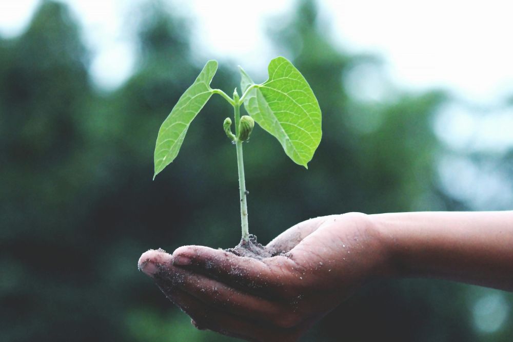 earth day events pexels