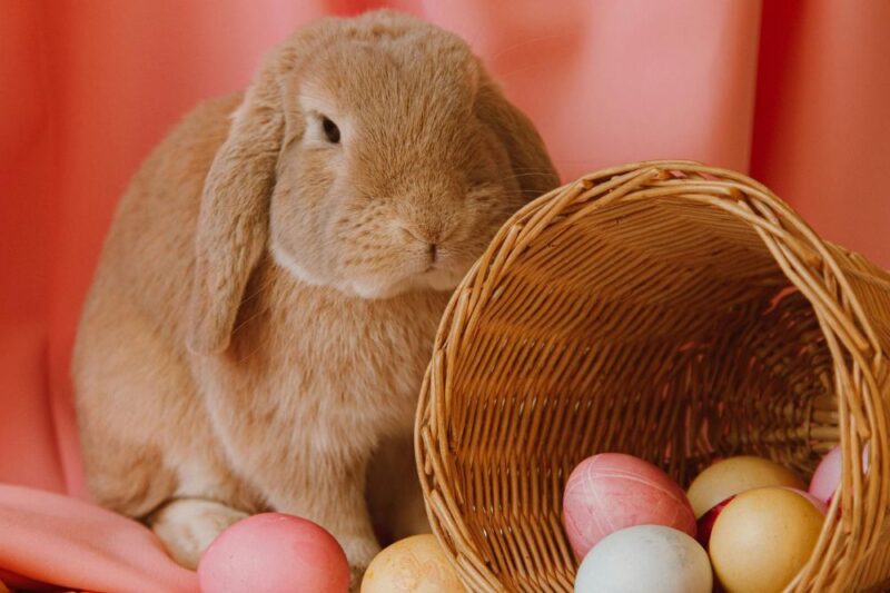 easter bunny montclair north new jersey 2025