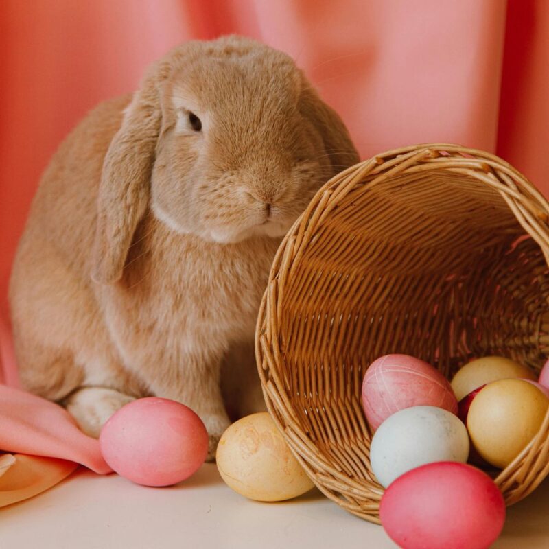 easter bunny montclair north new jersey 2025