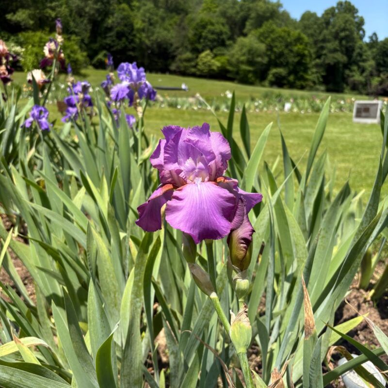 iris gardens nj