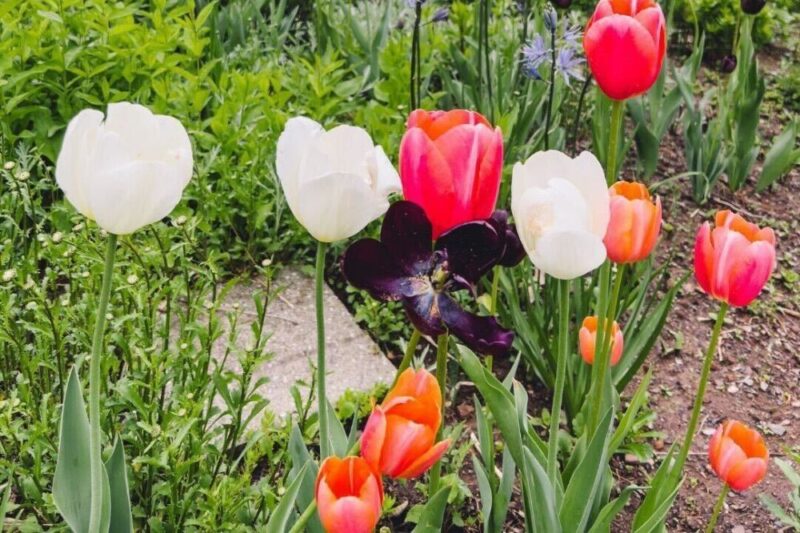 montclair essex county nortj new jersey events june 13 2025
