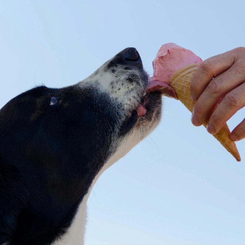 montclair dog event july 2025