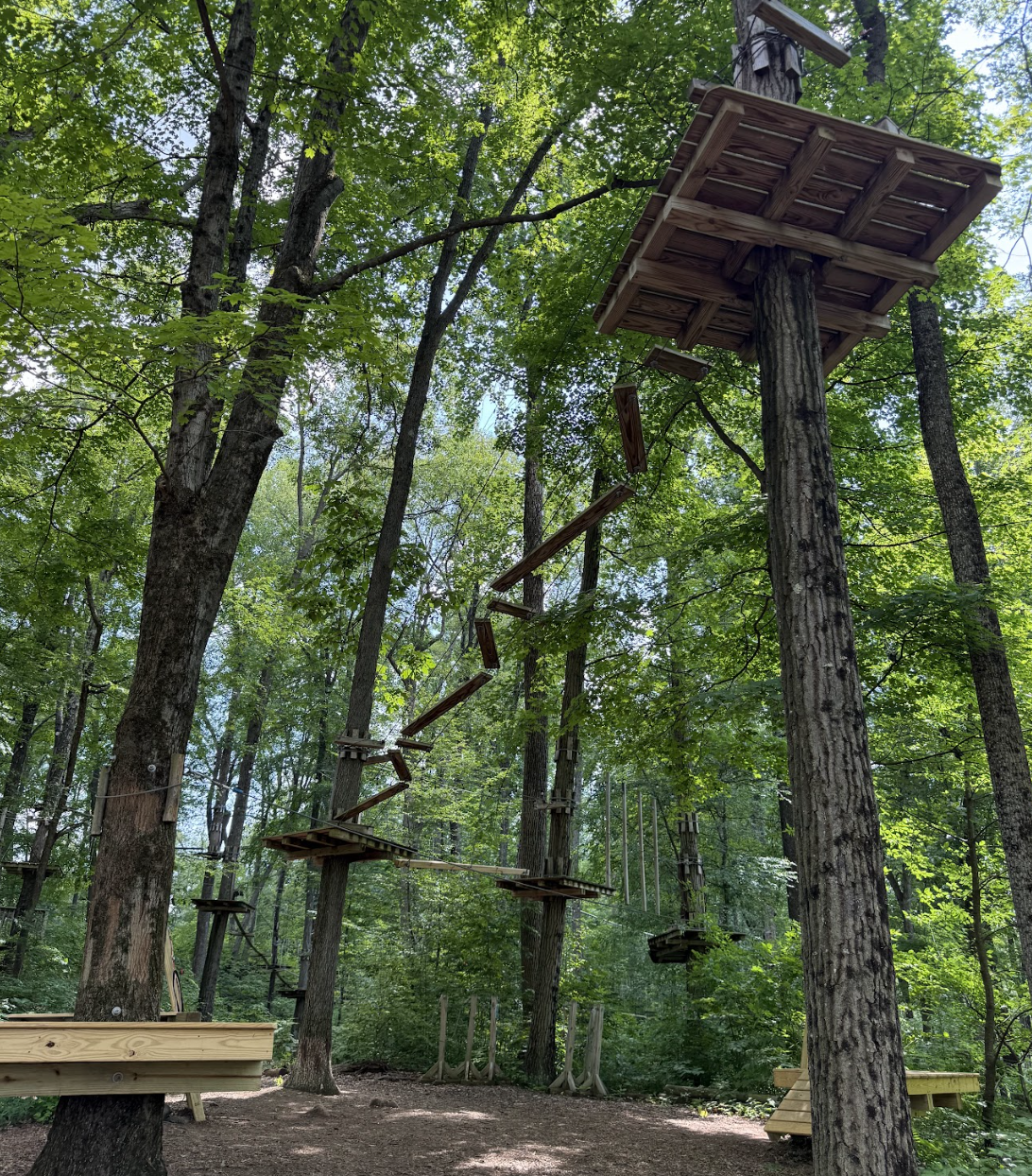 treetops