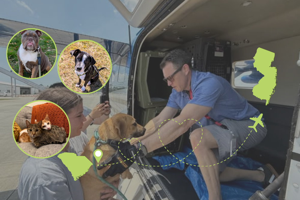 pet rescue