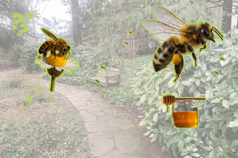 bee city FI