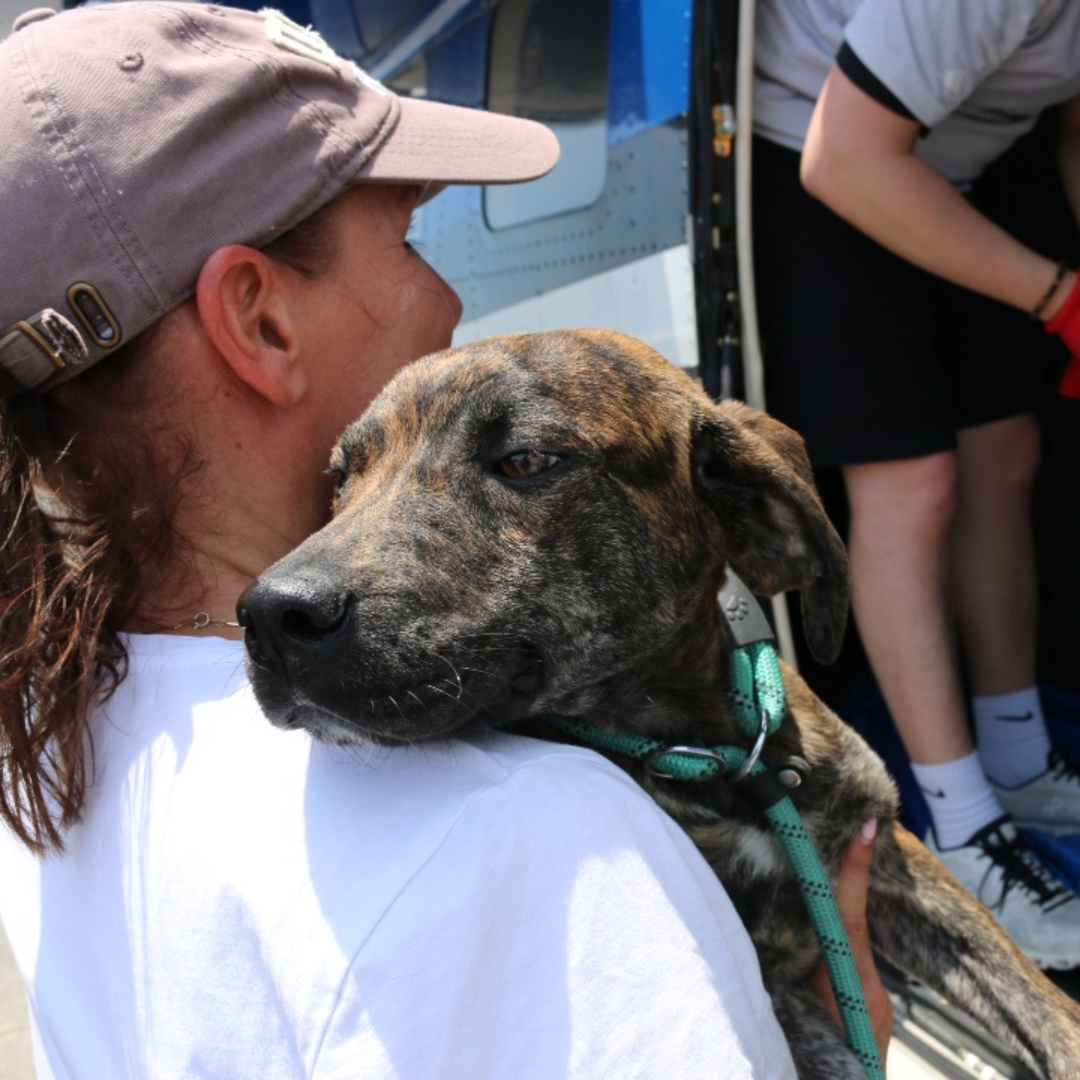 a dog on a pilots to the rescue flight 